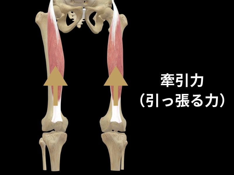 大腿四頭筋の解剖とけん引力がもたらす疾患の説明